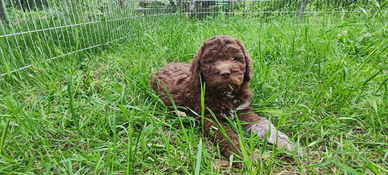 Cuccioli Lagotto Romagnolo