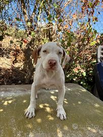 Cuccioli potbull