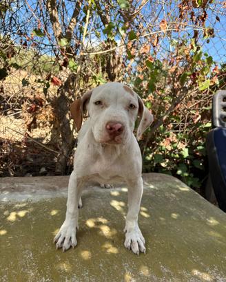Cuccioli potbull