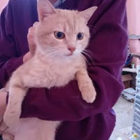 Tre gatti maschi in stallo