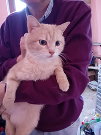 Tre gatti maschi in stallo