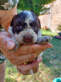 Cuccioli di razza lagotto romagnolo