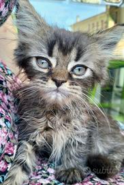 Cuccioli persiani