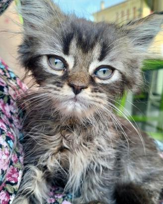 Cuccioli persiani