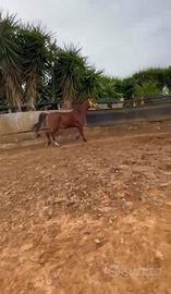 Cavallo arabo prezzo interessante