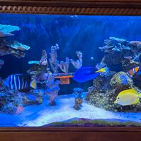 Acquario marino coralli e pesci rocce