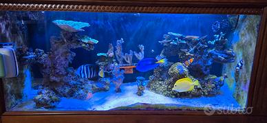 Acquario marino coralli e pesci rocce