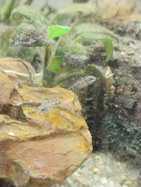 Avannotti di pelvicacromis pulcer