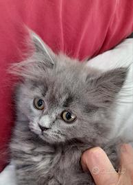 Gattina British Blue Longhair