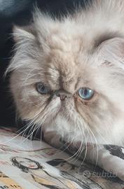 Gatto persiano color point