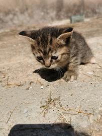 Gattino tigrato a pelo lungo