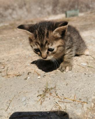 Gattino tigrato a pelo lungo