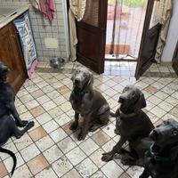 Cuccioli di Weimaraner