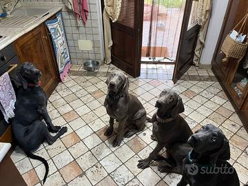 Cuccioli di Weimaraner