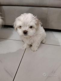 Maltese