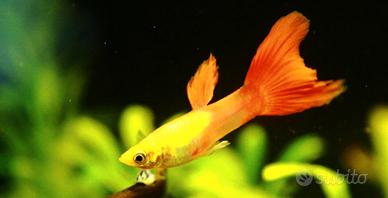 Guppy