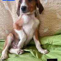 Cuccioli nel Lazio 2 mesi meticci