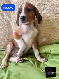 Cuccioli nel Lazio 2 mesi meticci