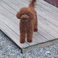 Maschi per accoppiamento