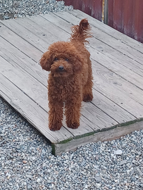 Maschi per accoppiamento