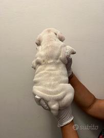Cucciola di bulldog inglese