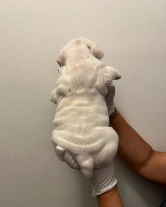 Cucciola di bulldog inglese