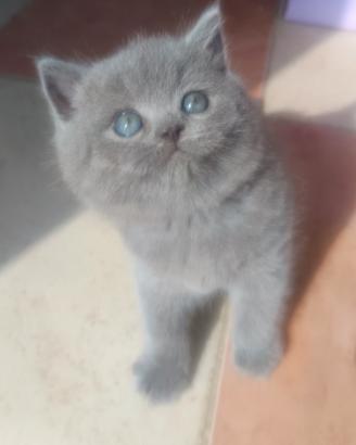 Gattini British shortair