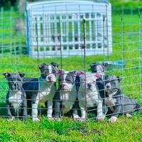 Amstaff blu pcchi blu pedigree enci