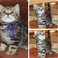 Gattini British Shorthair