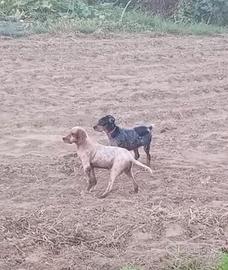 Cuccioli Setter inglesi