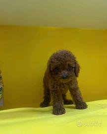 Cuccioli Barboncino Toy