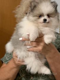 Volpino nano di Pomerania