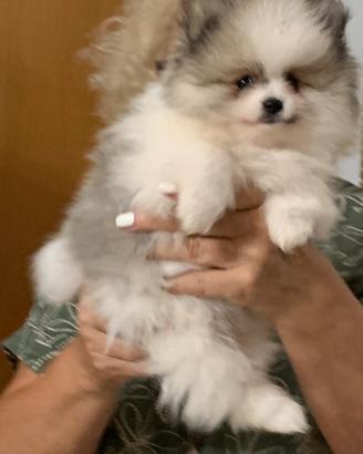 Volpino nano di Pomerania
