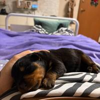 Cuccioli rottwailer
