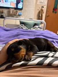 Cuccioli rottwailer