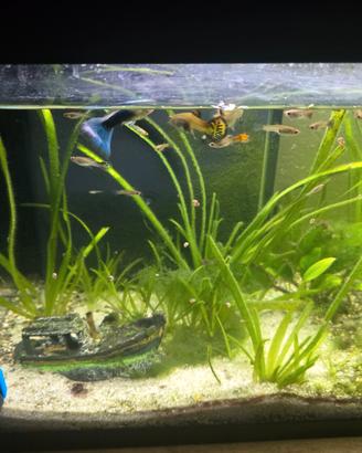 Guppy