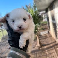 Maltese Toy