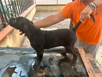 Cuccioli Cane corso