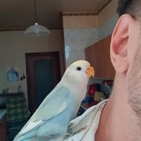 Inseparabili