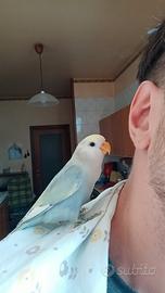 Inseparabili