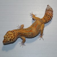 Geco leopardino