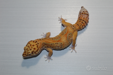 Geco leopardino