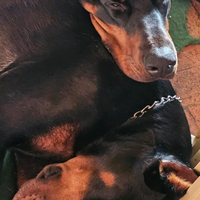 Cuccioli DOBERMANN con Pedigree