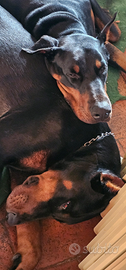 Cuccioli DOBERMANN con Pedigree