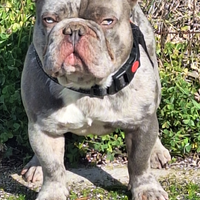 Stallone/Monta Lilac Merle carr. bs Bulldog France