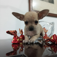 Mini chihuahua tascabile