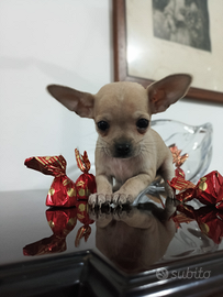 Mini chihuahua tascabile
