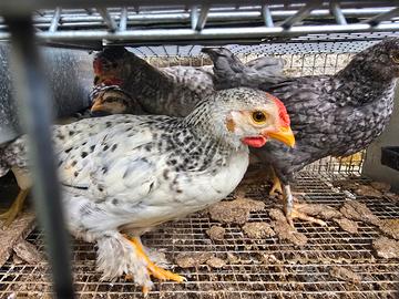 Galli e galline ovaiole