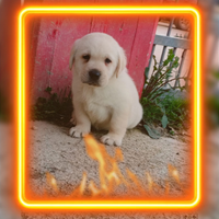 Labrador retriever pedigree enci