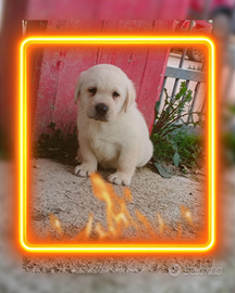 Labrador retriever pedigree enci